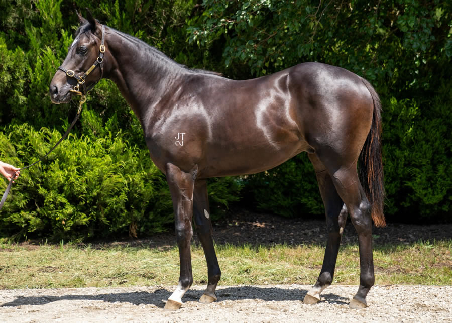 breednet's tweet photo. 140k Inglis Premier purchase from Widden, Veyepee looms as a SW in the future for Russian Camelot and has a massive group of owners that are enjoying tie ride - 4 wins from 5 starts!  https://t.co/OPBw9t9pYk @inglis_sales @widdenstud @vicbreeders @FreedmanRacing @livethedreamnow @lenny_bluegrass