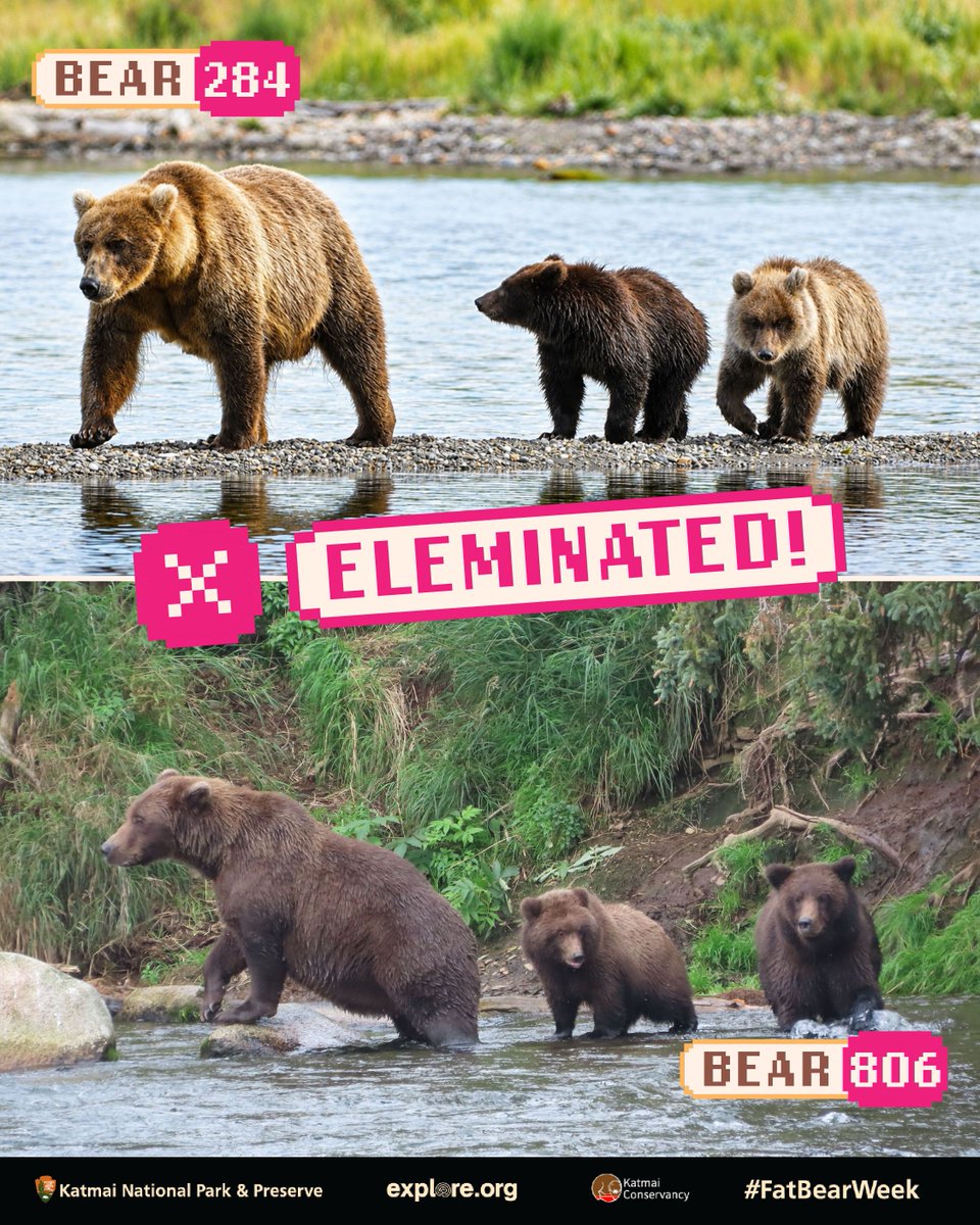 BearyBoba's tweet photo. Heads up, squad! 🦊⚡ Got a quick update on Barry’s (🐻) big pals in Fat Bear Week 🐟 Keep backing your favorite chunky champ before voting closes! 🏆📲

#bearyboba #bearynation #fatbearweek #texas #fatbears https://t.co/9s5vbRNPKk