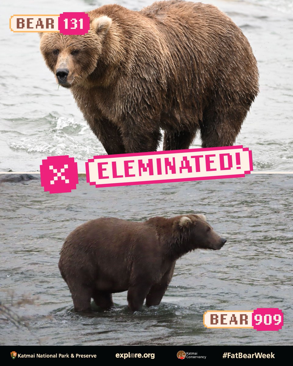 BearyBoba's tweet photo. Heads up, squad! 🦊⚡ Got a quick update on Barry’s (🐻) big pals in Fat Bear Week 🐟 Keep backing your favorite chunky champ before voting closes! 🏆📲

#bearyboba #bearynation #fatbearweek #texas #fatbears https://t.co/9s5vbRNPKk