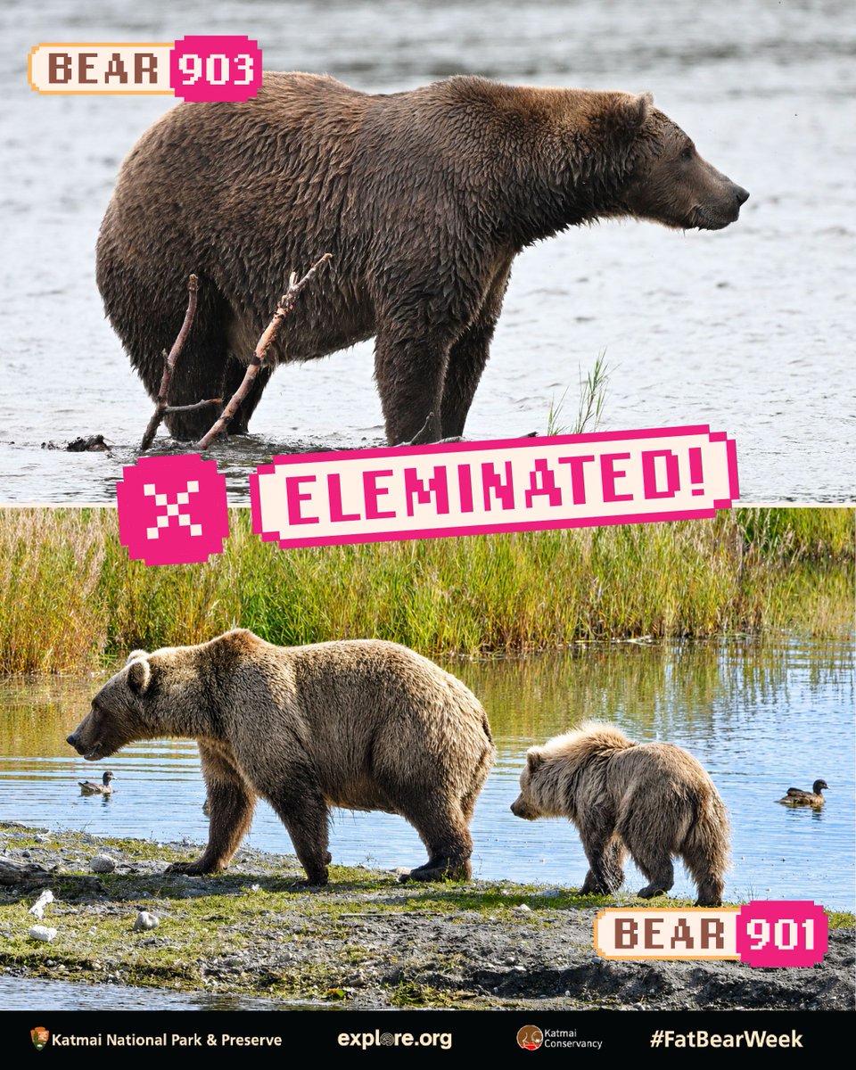 BearyBoba's tweet photo. Heads up, squad! 🦊⚡ Got a quick update on Barry’s (🐻) big pals in Fat Bear Week 🐟 Keep backing your favorite chunky champ before voting closes! 🏆📲

#bearyboba #bearynation #fatbearweek #texas #fatbears https://t.co/9s5vbRNPKk