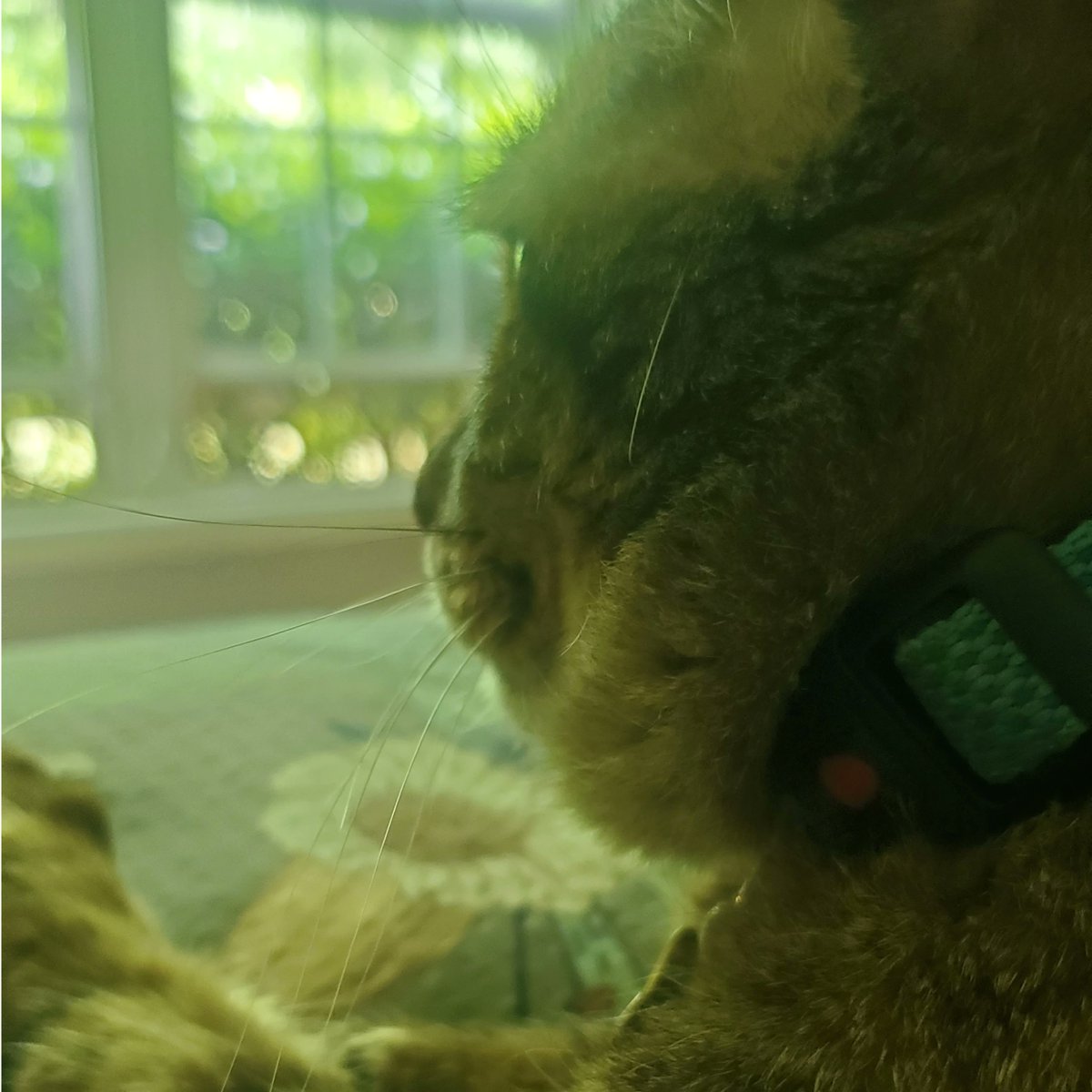 VerlieCooklae6's tweet photo. Look at that double-chin chonk! Perfection. https://t.co/6gCaPRu5b5