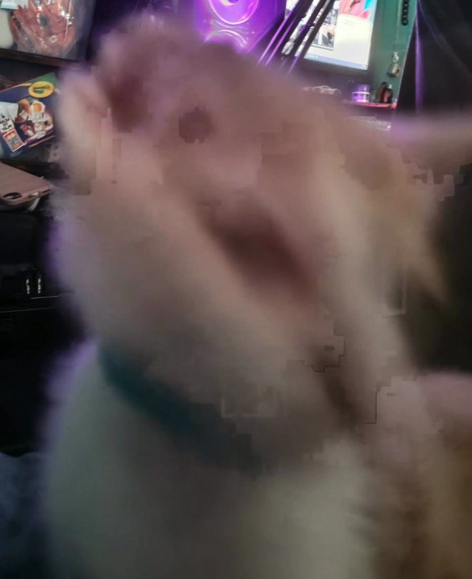 fujiimaayarg's tweet photo. Glitched cat
#Woof #Trung https://t.co/Qsp96nn1Po