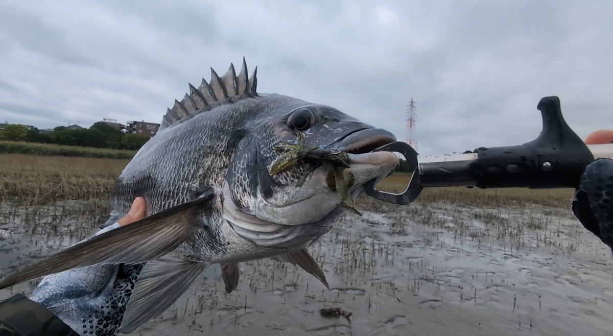 fukky_bream_ch's tweet photo. 昨日の多摩川チニングの一番！多摩川リグで年無しある無しw本日18時頃の動画にて〜😆

#多摩川チニング 
#多摩川リグ https://t.co/M7K9pgFOmN