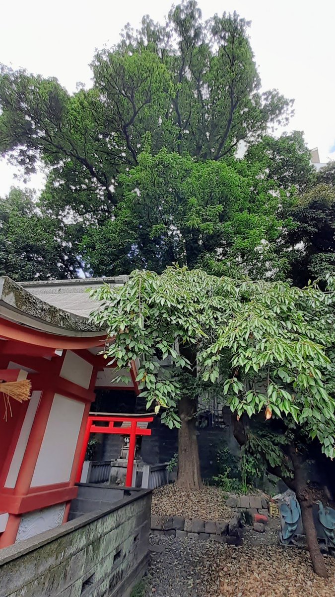 shrinepilgrim's tweet photo. 小梳神社
#静岡市
#葵区
#紺屋町
#建速須佐之男命
#奇稲田姫命
#神社参拝
#shrine
#shintoshrine
#shrinepilgrim
#pilgrim
#pilgrimage
#localguides
#tankensurujapan https://t.co/uWEbXXqxyO