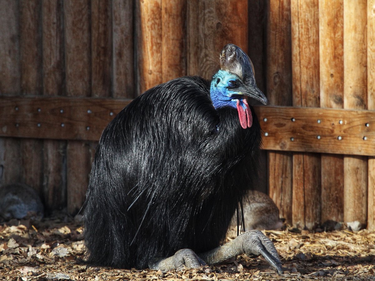 DenverZoo's tweet photo. Happy #WorldCassowaryDay from Salem and Neville, our living dinosaurs in Down Under!  

These prehistoric-looking birds are one of the most unique species at DZCA. Come see them for yourself on your next visit! 

#Cassowary #DenverZooConservationAlliance #DownUnder #SavingWildlifeTogether