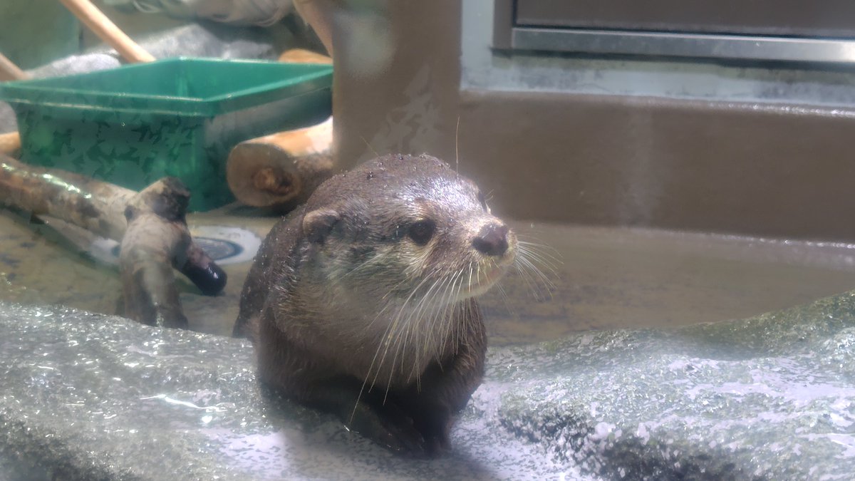 KawausoKamochan's tweet photo. 9月28日は
・秀太朗くん（みなとやま水族館）
・文太朗くん（みなとやま水族館）
・お浜ちゃん（アトア）
のお誕生日です！

王子くんお空から見守っててね〜
桜ちゃん、産んでくれてありがとう

https://t.co/8U9F09Jtf1 https://t.co/sweD6yebui
