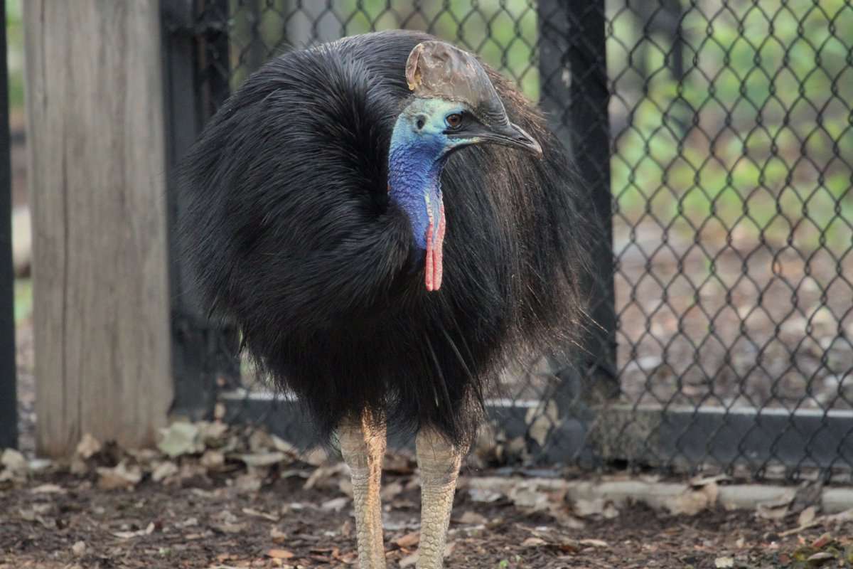 DenverZoo's tweet photo. Happy #WorldCassowaryDay from Salem and Neville, our living dinosaurs in Down Under!  

These prehistoric-looking birds are one of the most unique species at DZCA. Come see them for yourself on your next visit! 

#Cassowary #DenverZooConservationAlliance #DownUnder #SavingWildlifeTogether