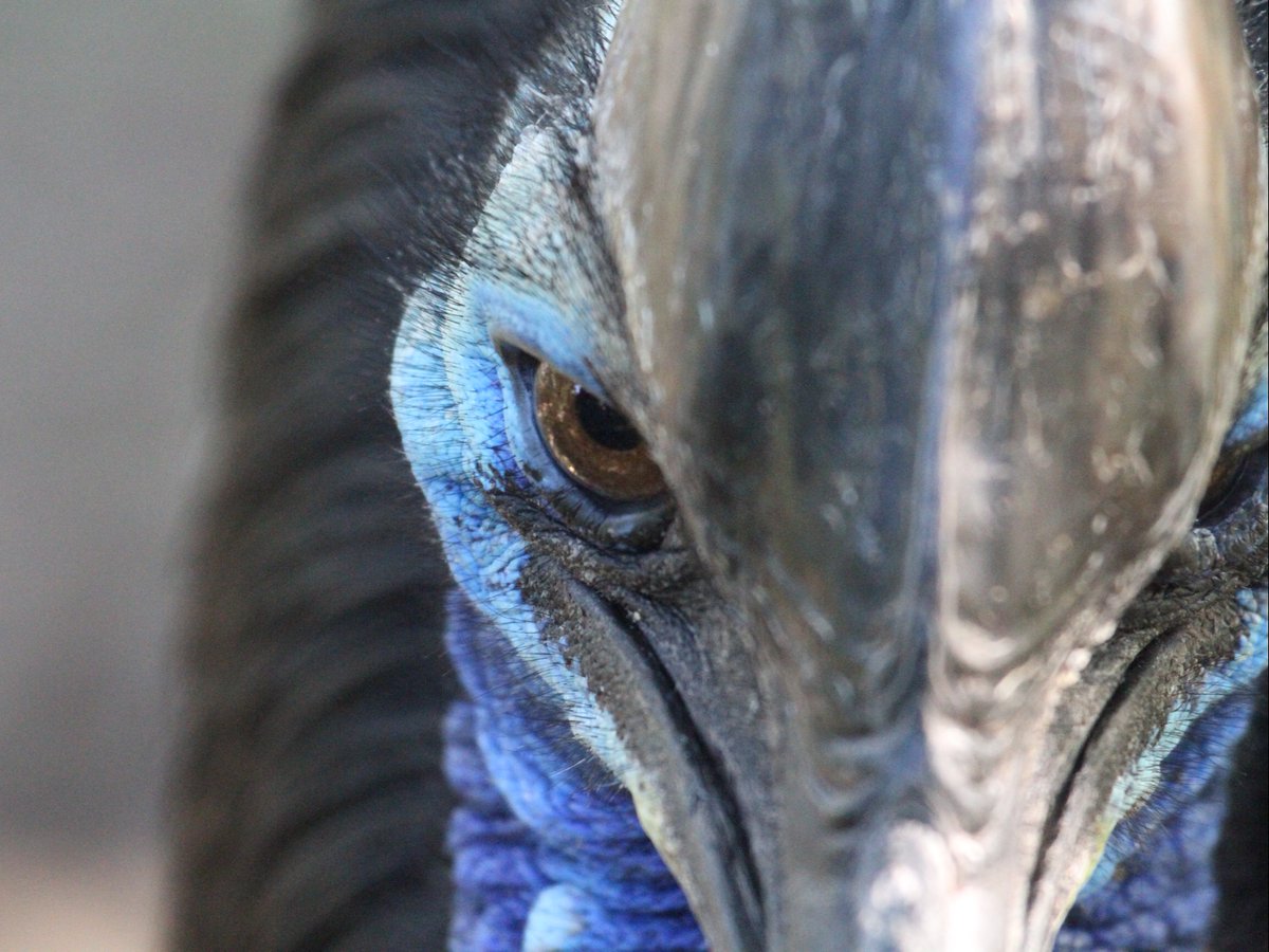 DenverZoo's tweet photo. Happy #WorldCassowaryDay from Salem and Neville, our living dinosaurs in Down Under!  

These prehistoric-looking birds are one of the most unique species at DZCA. Come see them for yourself on your next visit! 

#Cassowary #DenverZooConservationAlliance #DownUnder #SavingWildlifeTogether