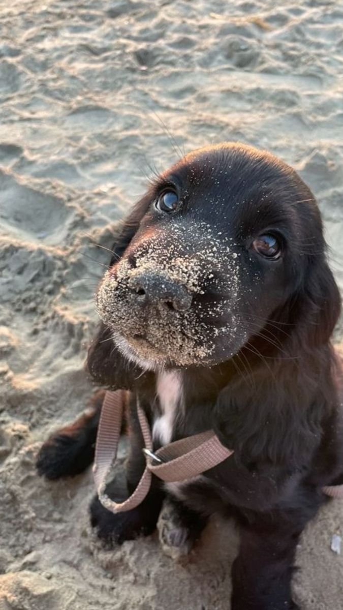 puppiesDoglover's tweet photo. Awwwwww so adorable https://t.co/v0SRhOcGVa