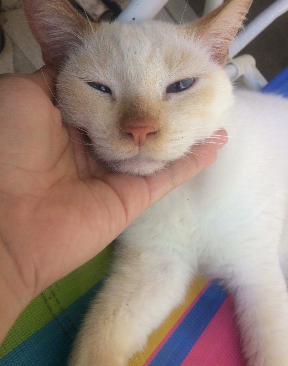 miaticos's tweet photo. hoje o céu ganhou uma nova estrelinha, meu primeiro gatinho o mais velho de todos se despediu de mim depois de 14 aninhos. cada segundo que passei com ele foi o melhor e nao me arrependo de nada, te amo muito muito, meu balu.  💛 https://t.co/IziaiamND1