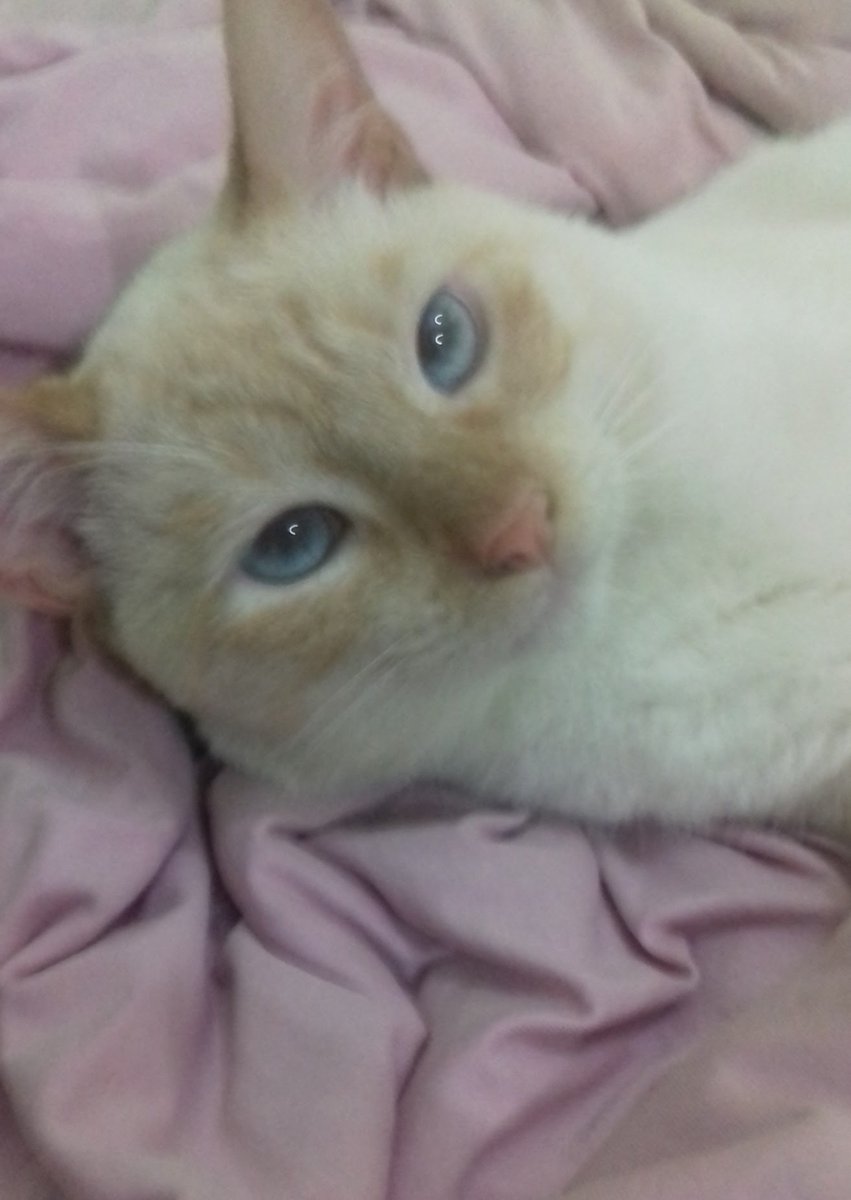 miaticos's tweet photo. hoje o céu ganhou uma nova estrelinha, meu primeiro gatinho o mais velho de todos se despediu de mim depois de 14 aninhos. cada segundo que passei com ele foi o melhor e nao me arrependo de nada, te amo muito muito, meu balu.  💛 https://t.co/IziaiamND1