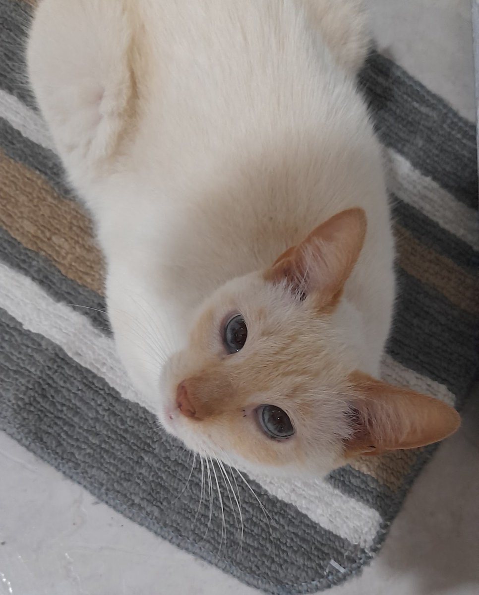 miaticos's tweet photo. hoje o céu ganhou uma nova estrelinha, meu primeiro gatinho o mais velho de todos se despediu de mim depois de 14 aninhos. cada segundo que passei com ele foi o melhor e nao me arrependo de nada, te amo muito muito, meu balu.  💛 https://t.co/IziaiamND1
