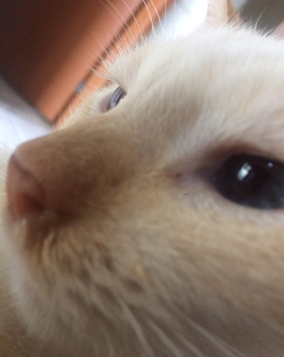 miaticos's tweet photo. hoje o céu ganhou uma nova estrelinha, meu primeiro gatinho o mais velho de todos se despediu de mim depois de 14 aninhos. cada segundo que passei com ele foi o melhor e nao me arrependo de nada, te amo muito muito, meu balu.  💛 https://t.co/IziaiamND1