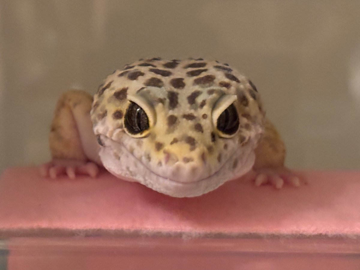 leopacresgecko's tweet photo. おはちゅ〜るい
#ヒョウモントカゲモドキ https://t.co/3qxGHAMUN0