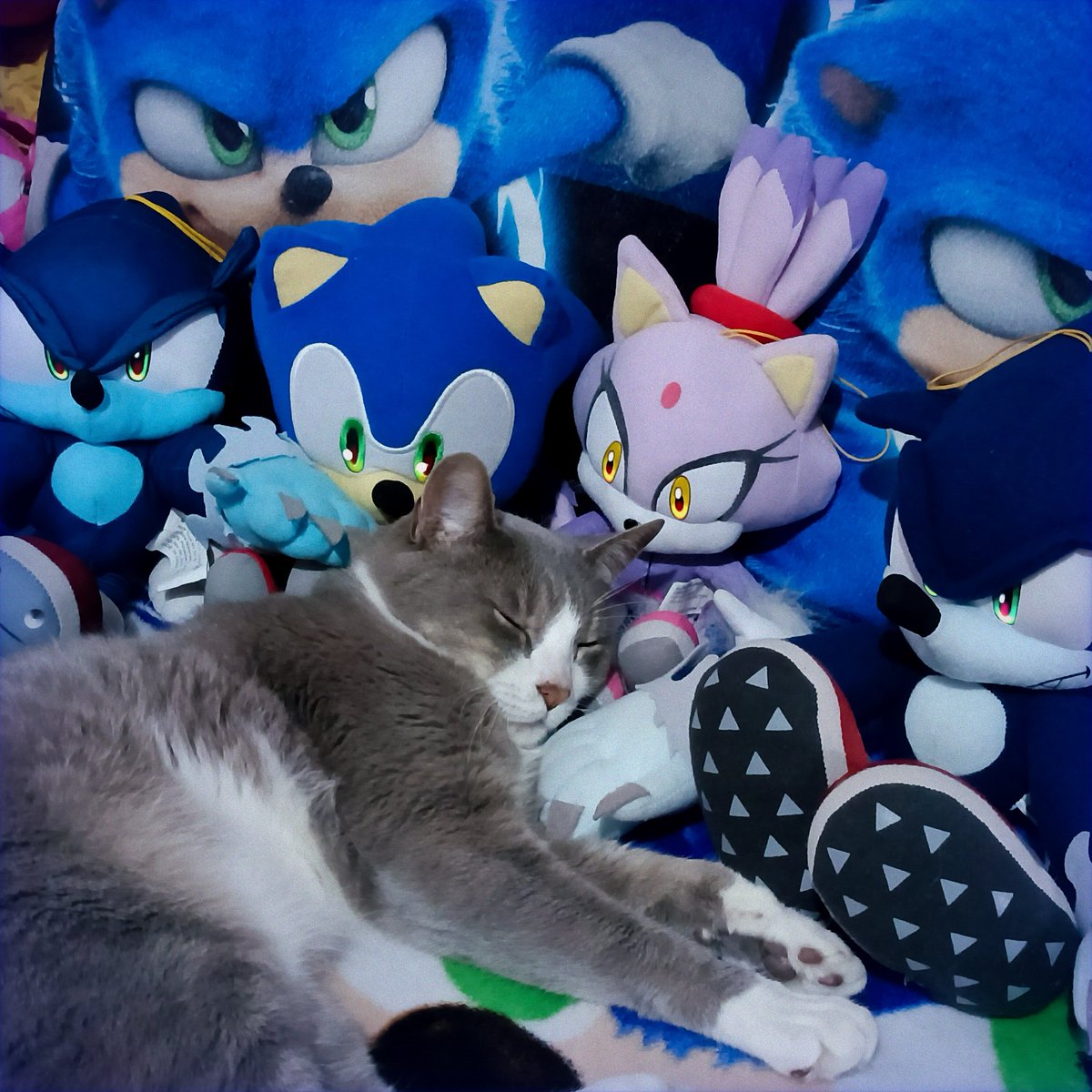 MonseSonikera's tweet photo. (=^-ฯ-^=)
-
-
-
#SonicTheHedgehog #BlazeTheCat #Werehog https://t.co/qSVgwIdVCY