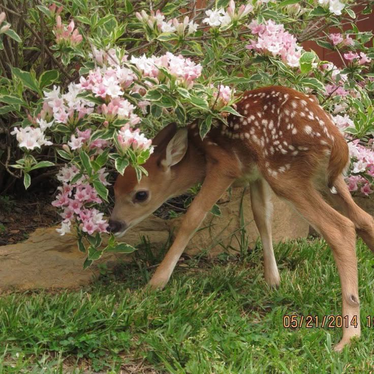 springtimebunni's tweet photo. https://t.co/NT05XCgufS