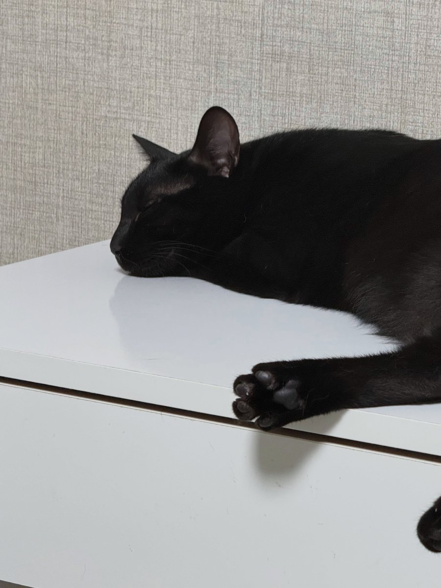 WillettaAc7d's tweet photo. I almost gave those little toes a nibble, but I held back! 🤫🖤 https://t.co/FwjobxUDEM