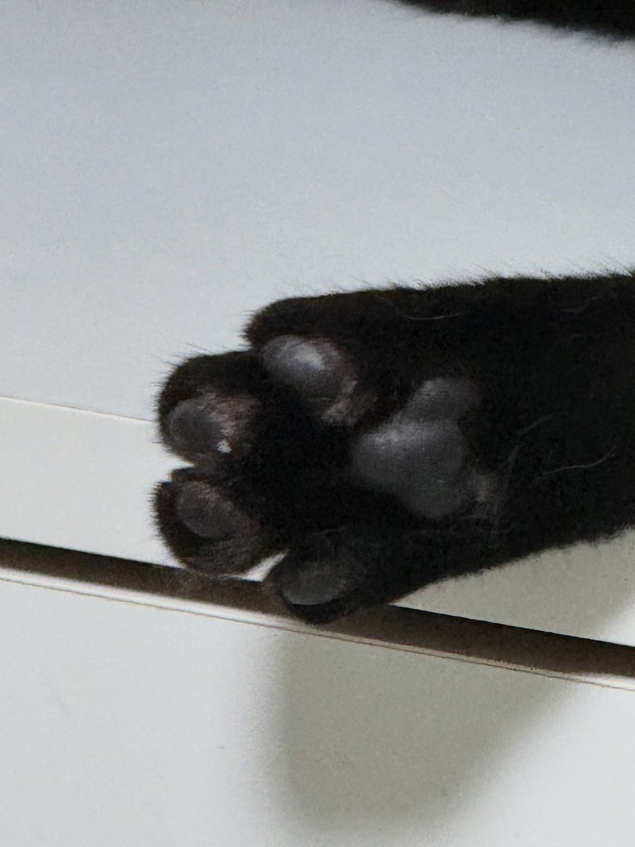 WillettaAc7d's tweet photo. I almost gave those little toes a nibble, but I held back! 🤫🖤 https://t.co/FwjobxUDEM