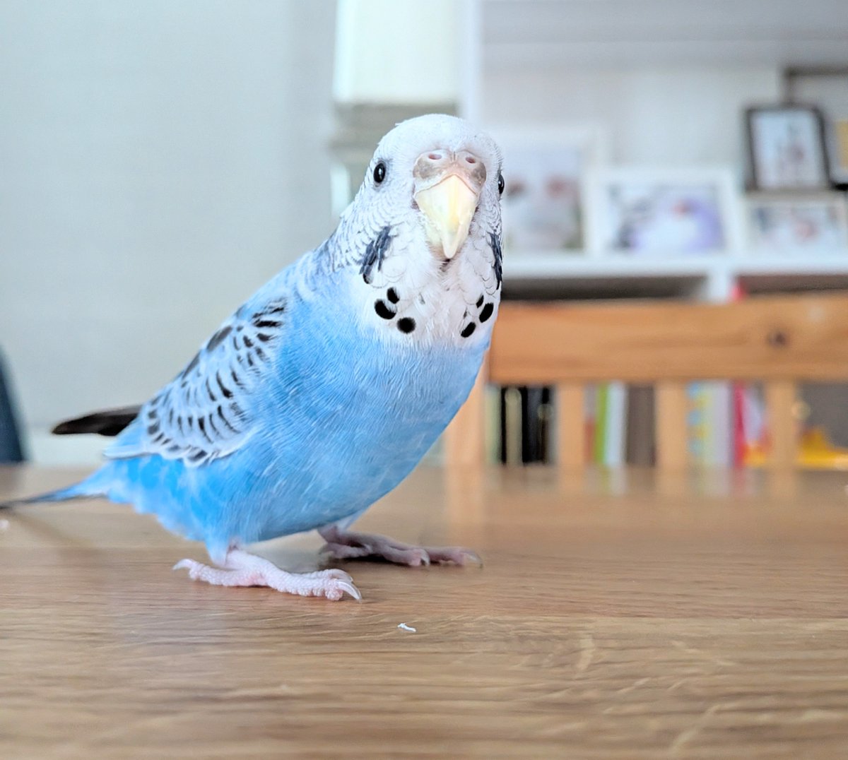 melty_kangaroo's tweet photo. おはようございます🐤☀️𓈒𓂂𓏸 https://t.co/U8wak4gfBc