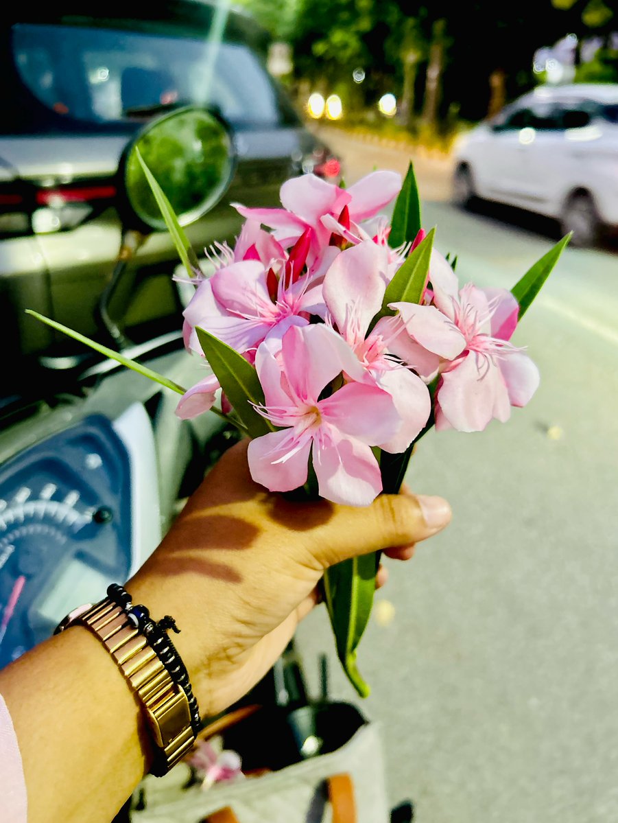 LeanoraMcnay's tweet photo. Smiles, blooms, and a little pink magic. https://t.co/PqyAMdslgC