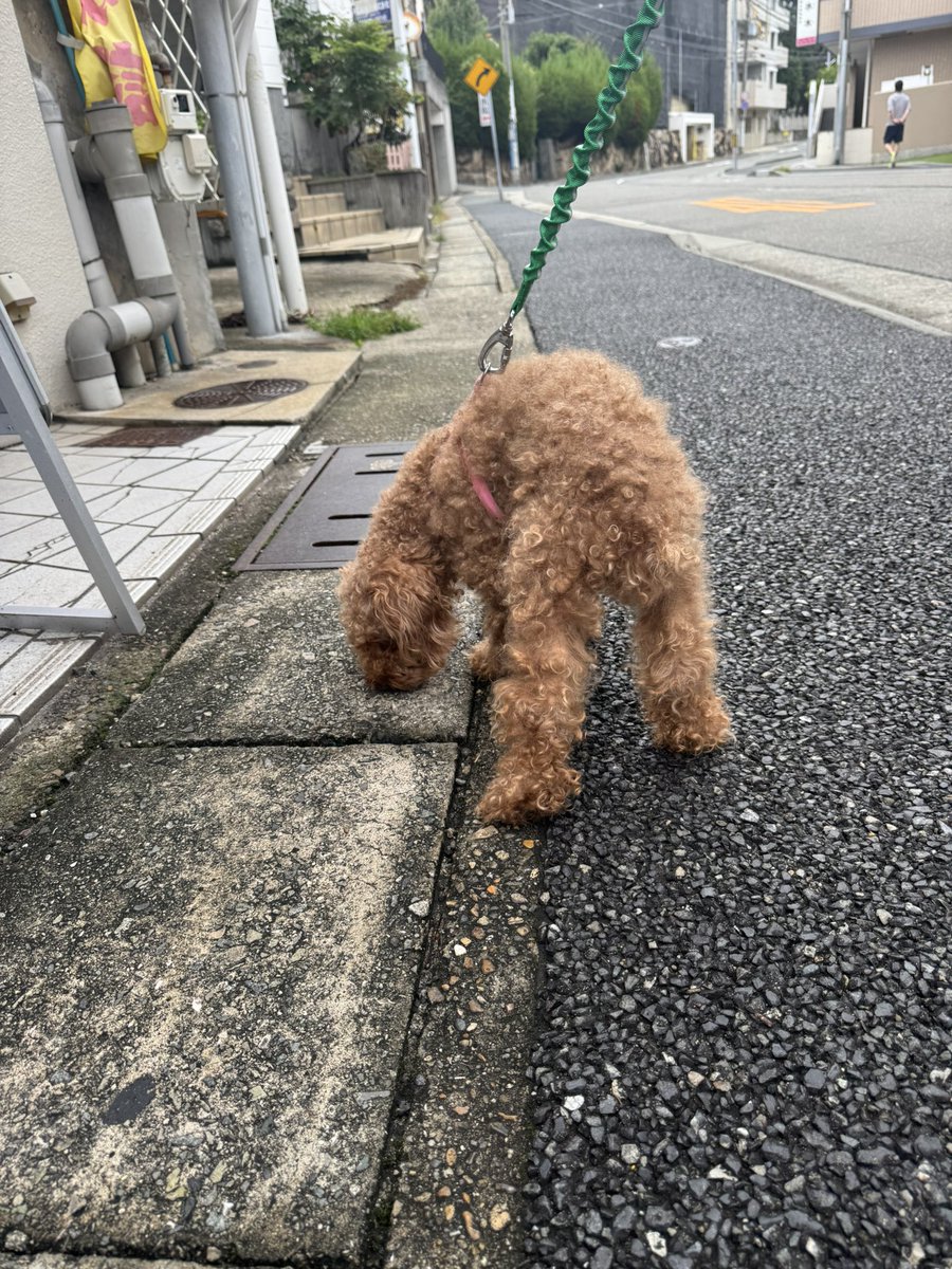 mococo321's tweet photo. 迷子犬の飼い主さんを探しています

本日、BISOU付近でワンちゃんが保護されました。

発見時は首輪・リードともに付いていなかったそうです。
とても人慣れしている様子でした。

お写真のワンちゃんに心当たりのある方、
飼い主さんをご存知の方がいらっしゃいましたら、DMにてご連絡ください。

飼い主さんのもとへ無事に帰れるよう、
情報のシェア・拡散にもご協力いただけると助かります。

発見場所：BISOU付近
(兵庫県神戸市垂水区瑞ヶ丘)
発見日：9月27日(7時頃)

※見つけてくださった方が、
現在一時的に保護してくださっています。

#迷子犬 #迷い犬 #保護犬 #神戸迷子犬