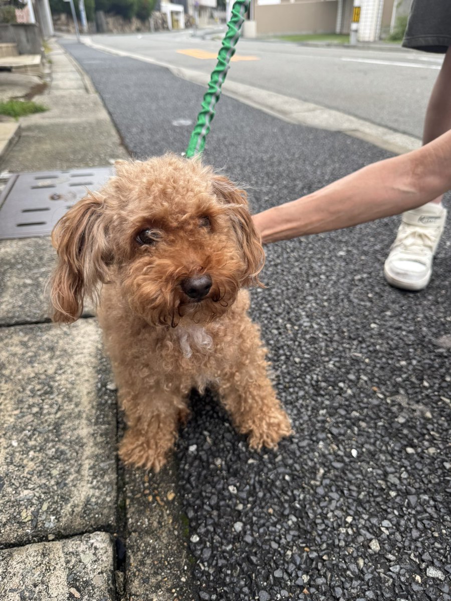 mococo321's tweet photo. 迷子犬の飼い主さんを探しています

本日、BISOU付近でワンちゃんが保護されました。

発見時は首輪・リードともに付いていなかったそうです。
とても人慣れしている様子でした。

お写真のワンちゃんに心当たりのある方、
飼い主さんをご存知の方がいらっしゃいましたら、DMにてご連絡ください。

飼い主さんのもとへ無事に帰れるよう、
情報のシェア・拡散にもご協力いただけると助かります。

発見場所：BISOU付近
(兵庫県神戸市垂水区瑞ヶ丘)
発見日：9月27日(7時頃)

※見つけてくださった方が、
現在一時的に保護してくださっています。

#迷子犬 #迷い犬 #保護犬 #神戸迷子犬