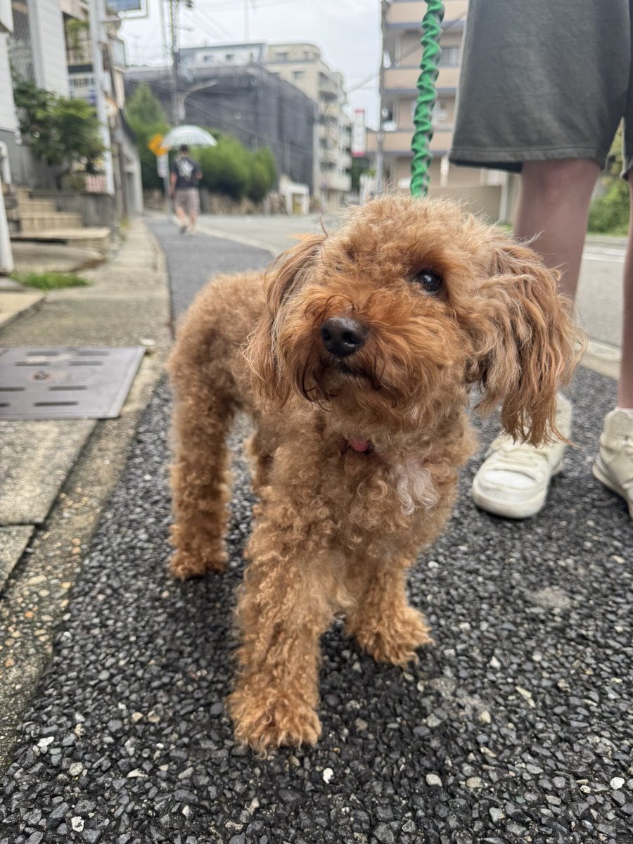 mococo321's tweet photo. 迷子犬の飼い主さんを探しています

本日、BISOU付近でワンちゃんが保護されました。

発見時は首輪・リードともに付いていなかったそうです。
とても人慣れしている様子でした。

お写真のワンちゃんに心当たりのある方、
飼い主さんをご存知の方がいらっしゃいましたら、DMにてご連絡ください。

飼い主さんのもとへ無事に帰れるよう、
情報のシェア・拡散にもご協力いただけると助かります。

発見場所：BISOU付近
(兵庫県神戸市垂水区瑞ヶ丘)
発見日：9月27日(7時頃)

※見つけてくださった方が、
現在一時的に保護してくださっています。

#迷子犬 #迷い犬 #保護犬 #神戸迷子犬