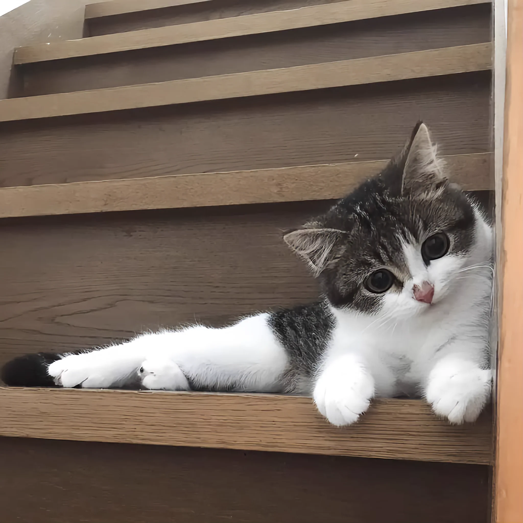 🐈‍⬛さしこ🐈🍀🌸💎🧶 on X: 