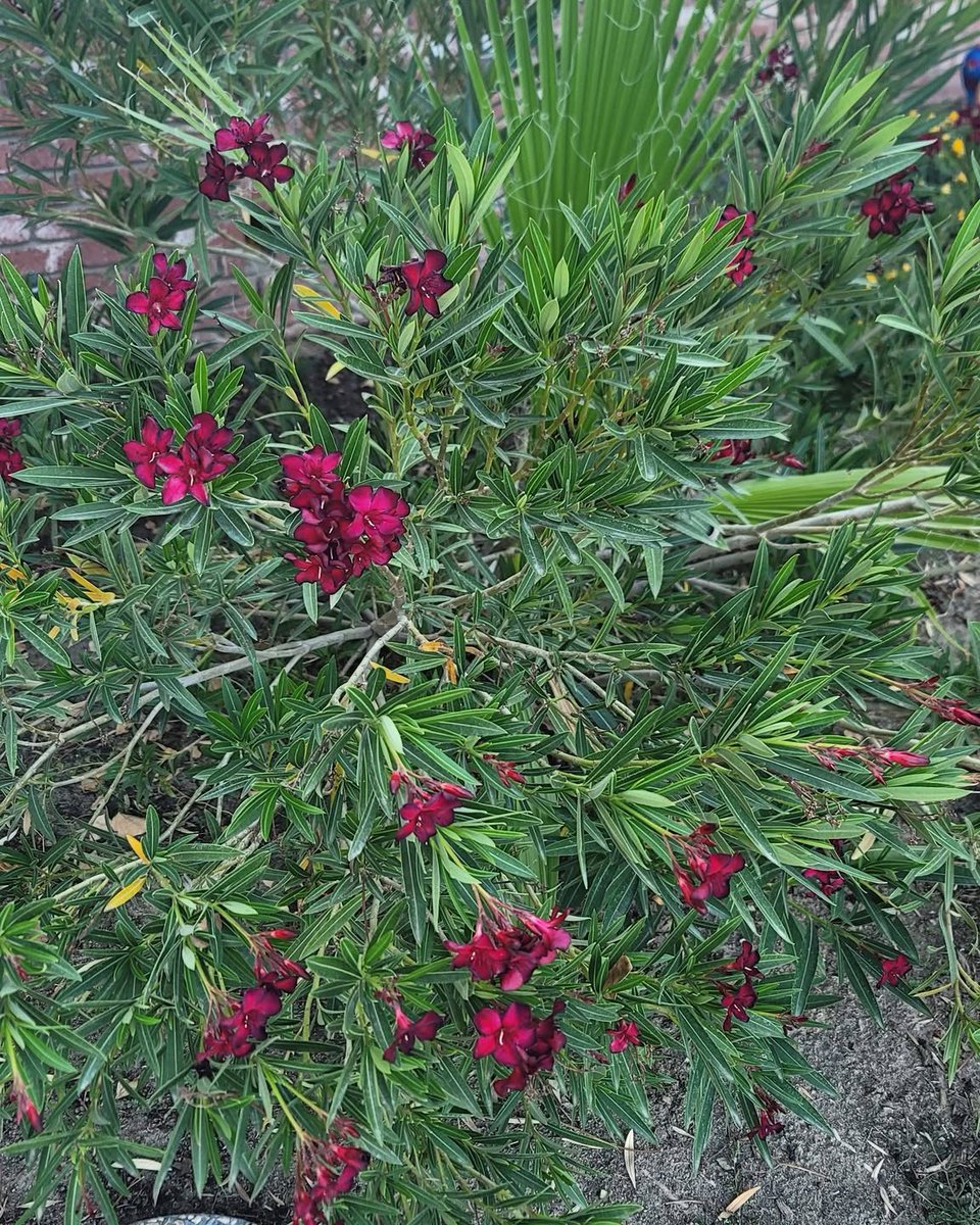 AlailsonDj's tweet photo. Free oleander and bonus fan palm. You dig them up! https://t.co/iDP0T2FYSj