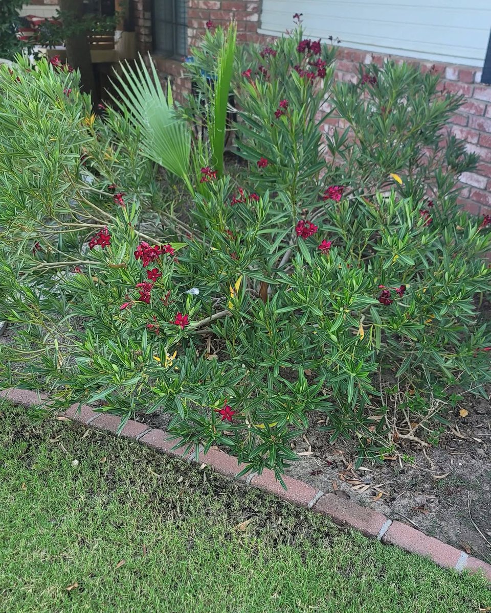 AlailsonDj's tweet photo. Free oleander and bonus fan palm. You dig them up! https://t.co/iDP0T2FYSj