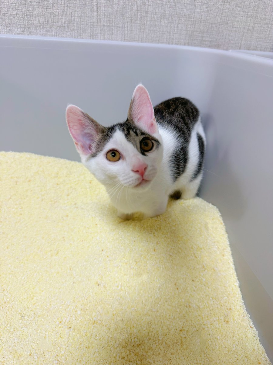 WillettaAc7d's tweet photo. He always comes in and watches me whenever I clean the bathroom. Is he supervising to see if Mom is doing it right? 😅 LOL https://t.co/XyEI0KUUPX