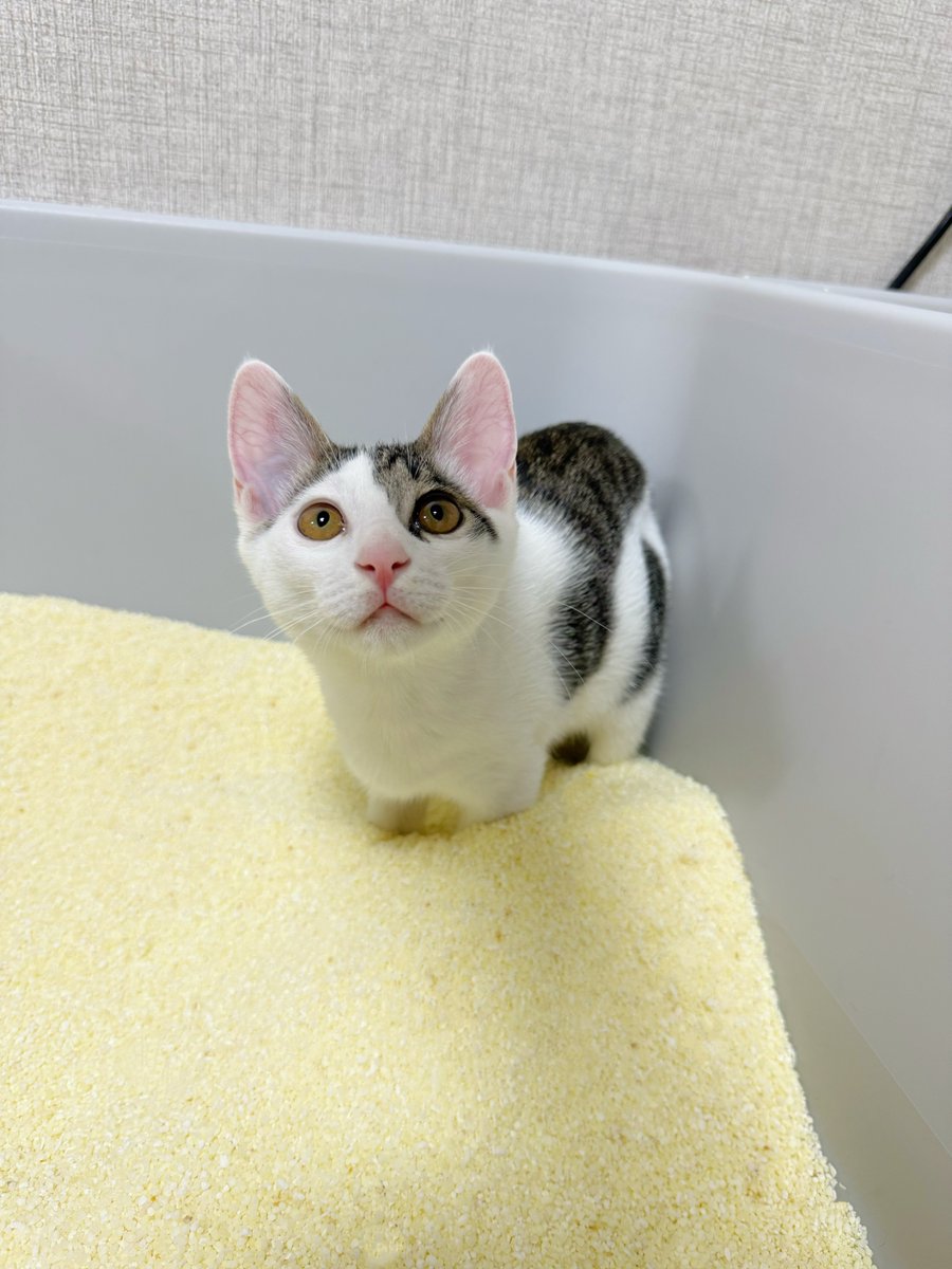 WillettaAc7d's tweet photo. He always comes in and watches me whenever I clean the bathroom. Is he supervising to see if Mom is doing it right? 😅 LOL https://t.co/XyEI0KUUPX