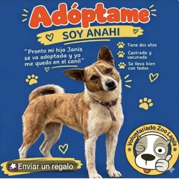 ComoNoAdorarlos's tweet photo. Amigos me llamo ANAHI💗 sobreviví al maltrato. Estoy en Zoonosis Lanús en #ADOPCION estoy castrada y vacunada 🥺 soy mediana 12 o 13kg de amor🙏🙏 Si querés cambiarme la vida comunicate al privado por mensaje con Myriam Ortellado 👇👇 
https://t.co/lgYTrXiVNz https://t.co/sJFIlViKJH
