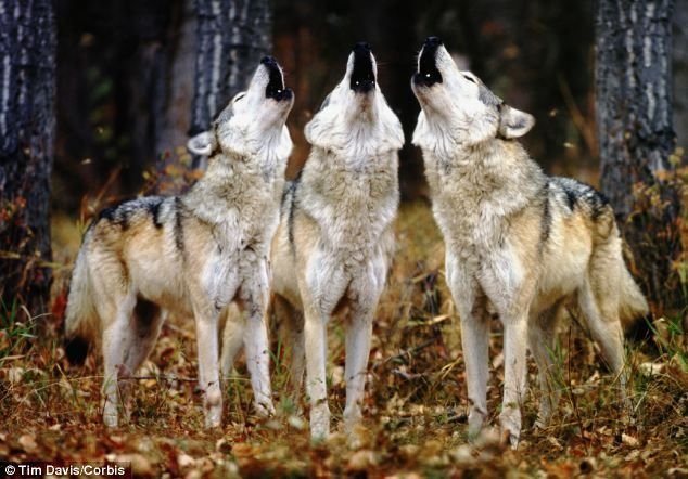 NoonTheWolf's tweet photo. When the squad gets together https://t.co/hfUmC3RdIu