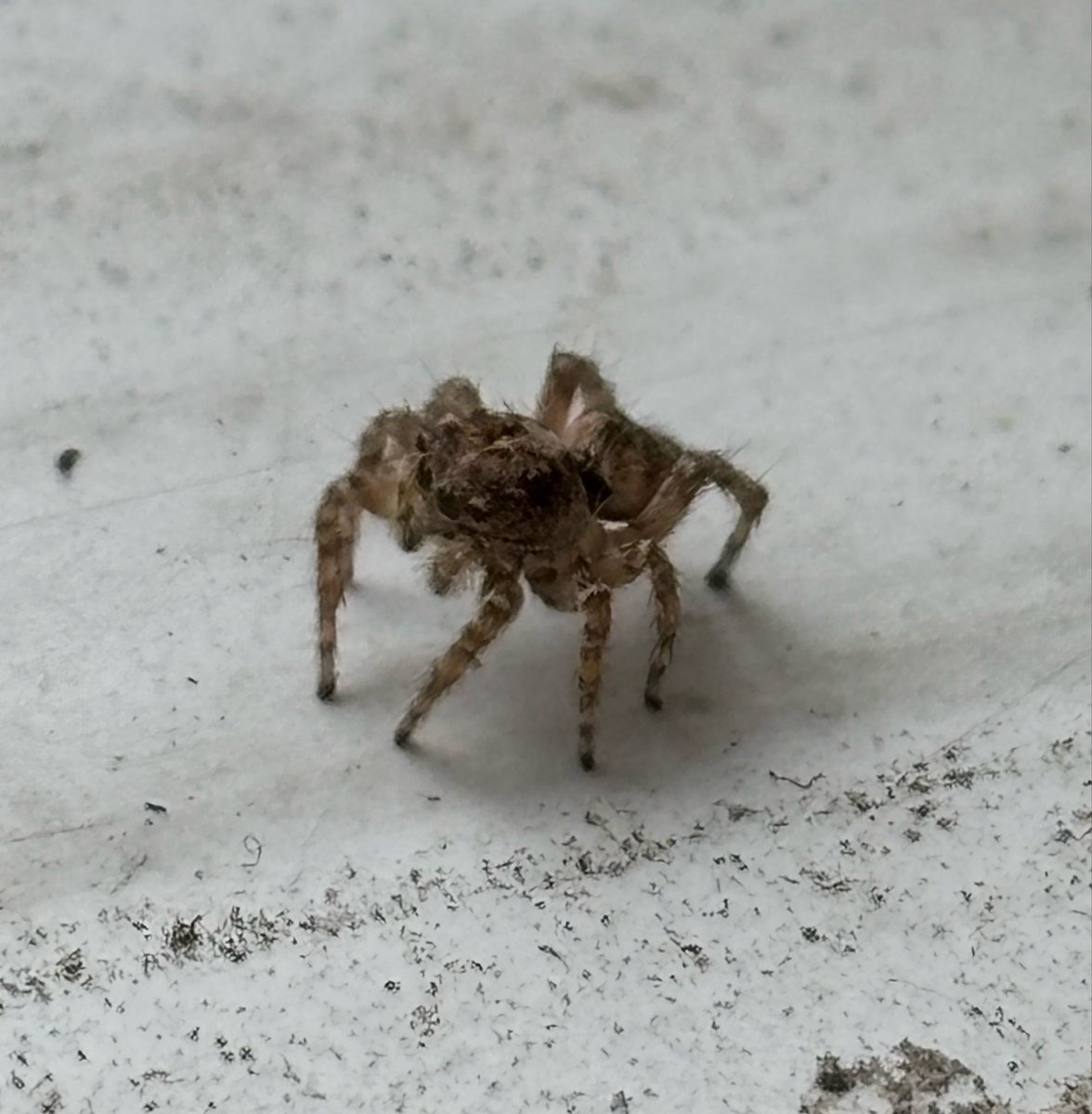 Derpy_Mation's tweet photo. Not what I usually post but here’s a cute little spider from my window cell https://t.co/mMBfpsau8Z