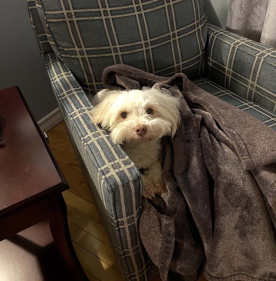 wooziclementine's tweet photo. My sweet boy passed away today 🤍 Everybody eat a piece of cheese for him https://t.co/j2MqLokmhs