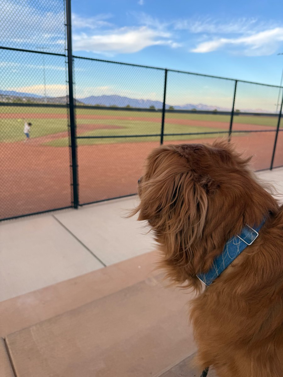 DevinKCreates's tweet photo. Finley never misses baseball practice. What's one place your dog always wants to tag along?
#ugc #ugccreator #petugc #dogugc #goldenretriever https://t.co/nWIvCTpqrD