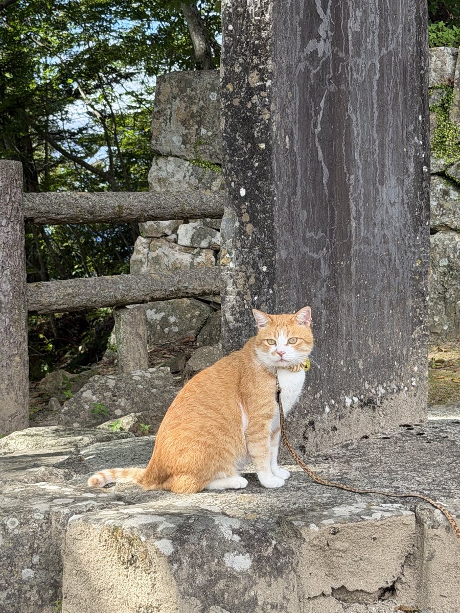 kym0096's tweet photo. 前日のお酒も抜け切らぬうちに岡山へ
一年半ぶりに殿に会いに登城🏯
お顔が拝見できて嬉しゅうございました
＃備中松山城 
＃さんじゅーろー https://t.co/sAgMjvKFj9