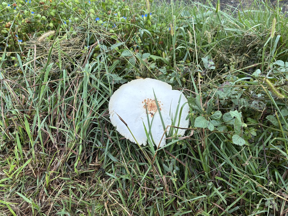 TomTomTomy's tweet photo. おはざます*\(^o^)/*

カブの集まりざます
秋ヶ瀬カブ

傍には怪しげなキノコ https://t.co/dm6GcVMW1F