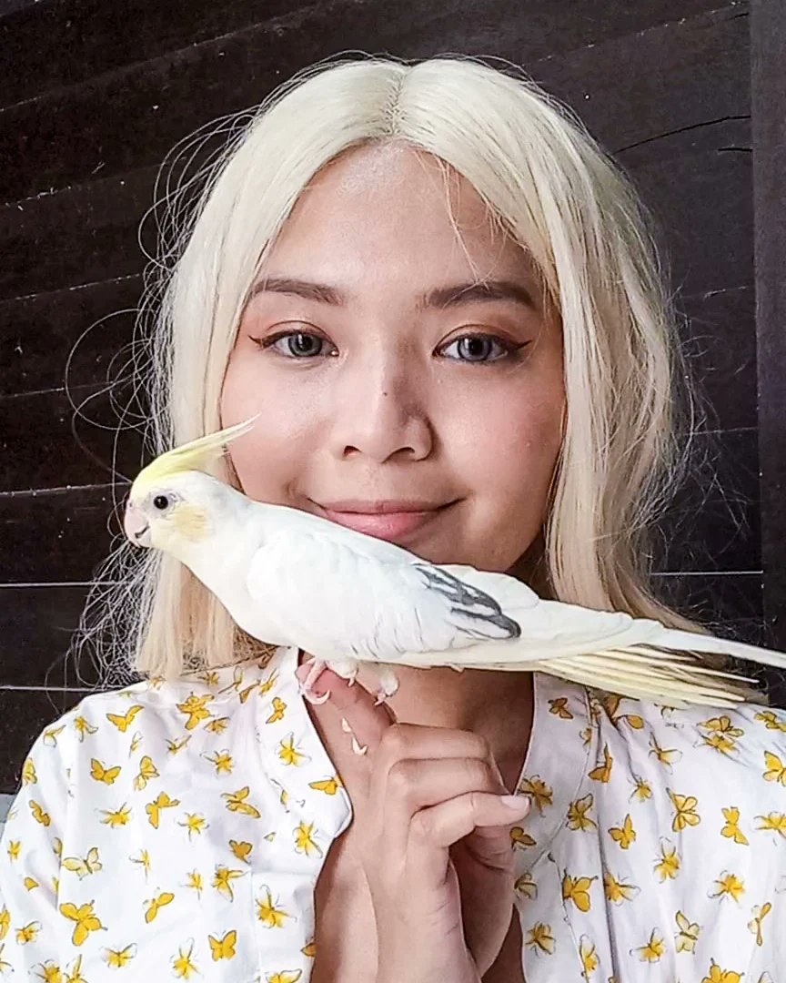 MiyokoGomes's tweet photo. If you ask me which cockatiel in my collection is the most beautiful, I’d say this one. A truly stunning bird with pastel cheeks, a solid pastel-yellow body, and striking pearl markings only on the wing tips. https://t.co/8HwyKpREkl