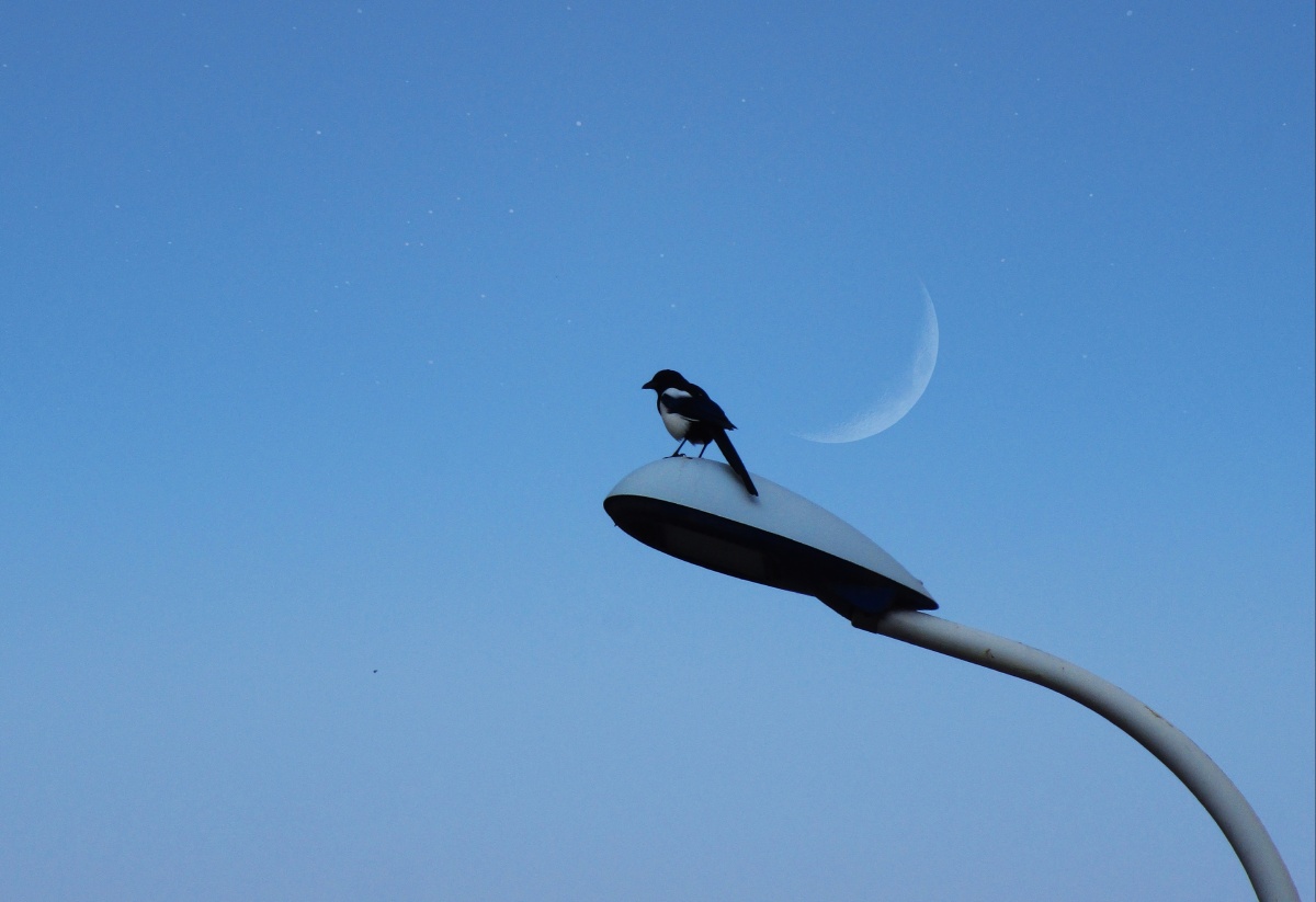 xpsalslt12's tweet photo. Check out the cool angle, angle, angle, sparrow, sparrow, sparrow, moon, moon, moon Wait no, adjust to make it natural: I spotted cute sparrow, tiny moon from this special angle, it’s such a nice little surprise. https://t.co/QbKpFt8i2g