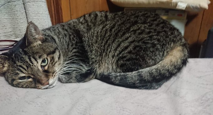 A tabby cat rests on a white bed or blanket, lying on its side with its head down and looking towards the camera.