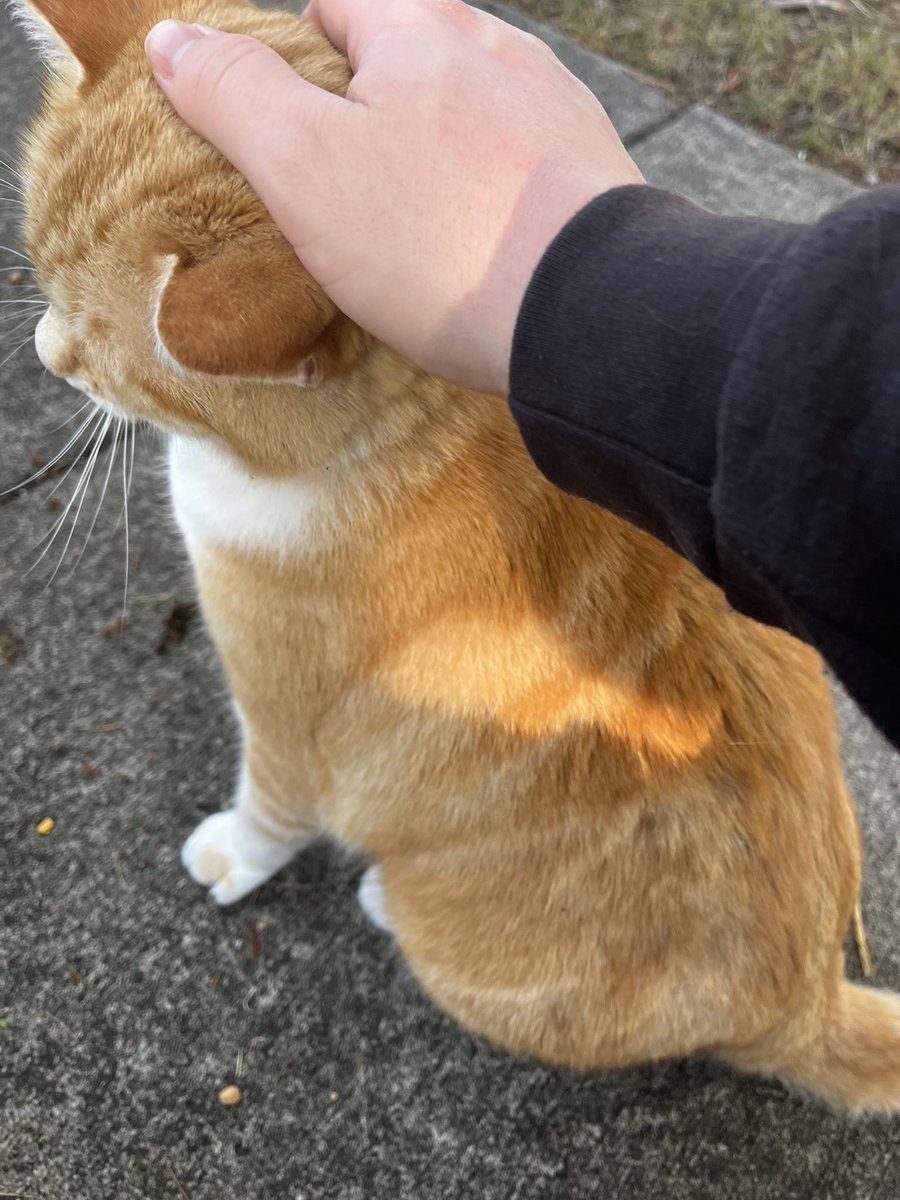 RacePopeIII's tweet photo. Was walking around and found this stray cat. Surprisingly friendly stray cat at that. https://t.co/W5fdhGKKVR