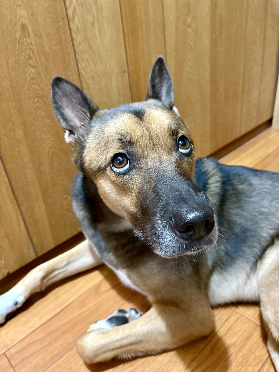 Biihyo's tweet photo. 白目になるの本当にたまらないんだけど、どの犬もやるんだろうか？ https://t.co/Z409y5x6ND