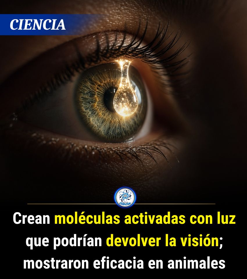 EnsedeCiencia's tweet photo. Un equipo internacional de científicos está trabajando en el desarrollo de moléculas fotosensibles que podrían devolver la visión parcialmente. Hasta el momento, el avance se ha probado en animales con degeneración de fotorreceptores. https://t.co/Tuwa2xcK9C