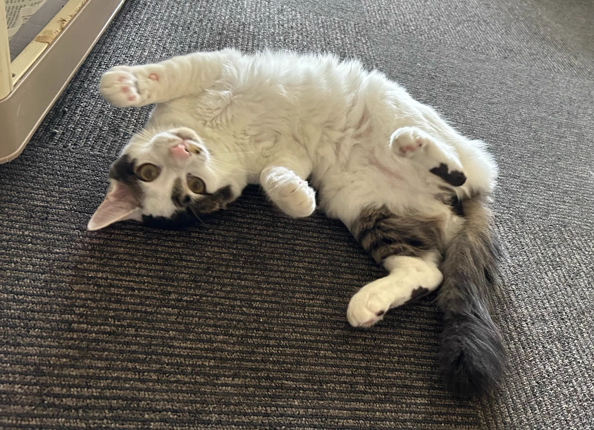 猫教授 on X: 