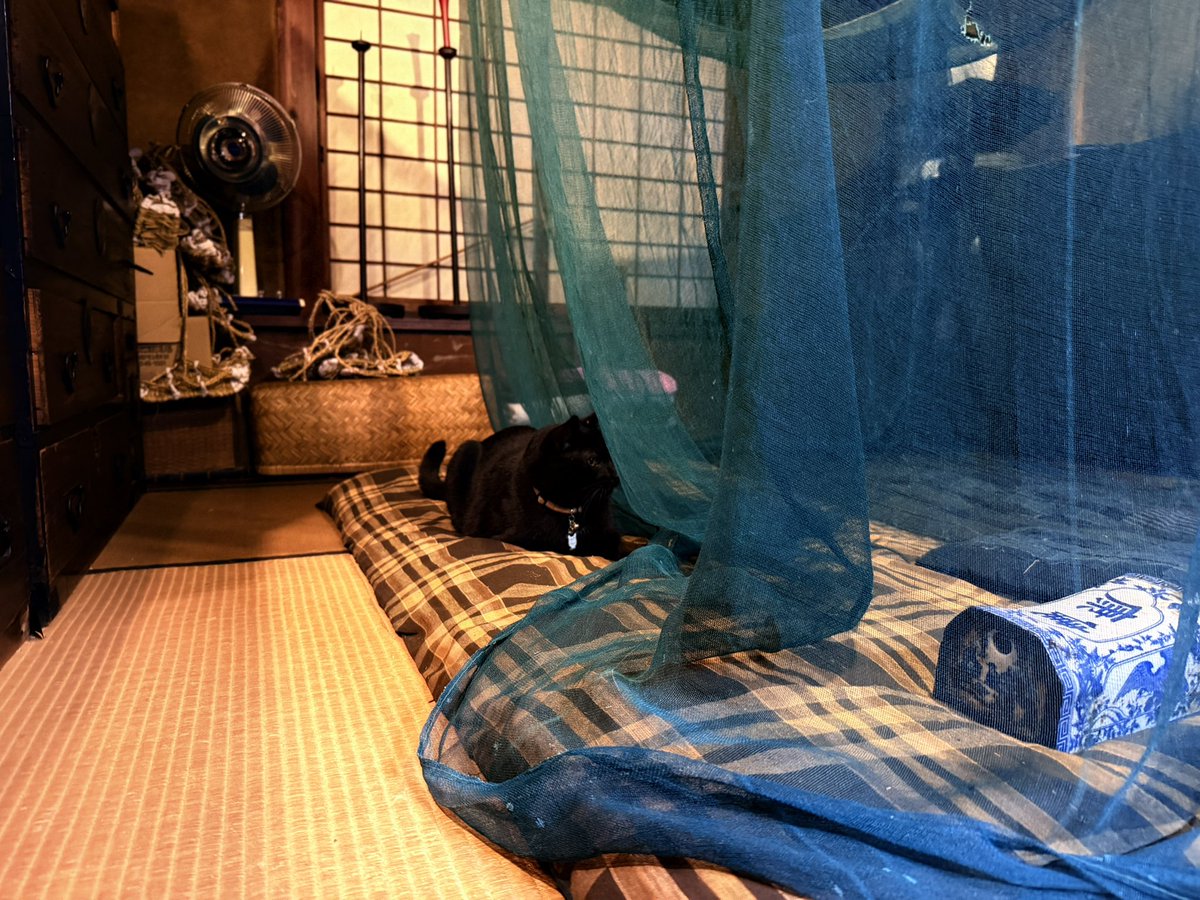 AsukeYashiki's tweet photo. おはようございます
雨の夜は母屋によく侵入してるそうです https://t.co/SzOGC0CdE0