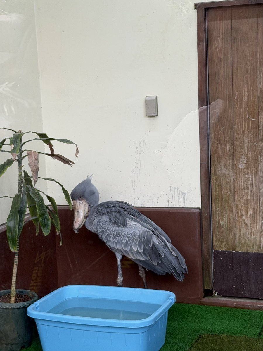 kym0096's tweet photo. 念願のハシビロコウのフドウくんと足立美術館へ
フドウくんはあんまり動いてくれなくて残念　足立美術館は魯山人館などもできていてどこも美しく圧倒されまた訪問したい場所になりました
＃松江フォーゲルパーク
＃足立美術館 https://t.co/wbgd568fzx