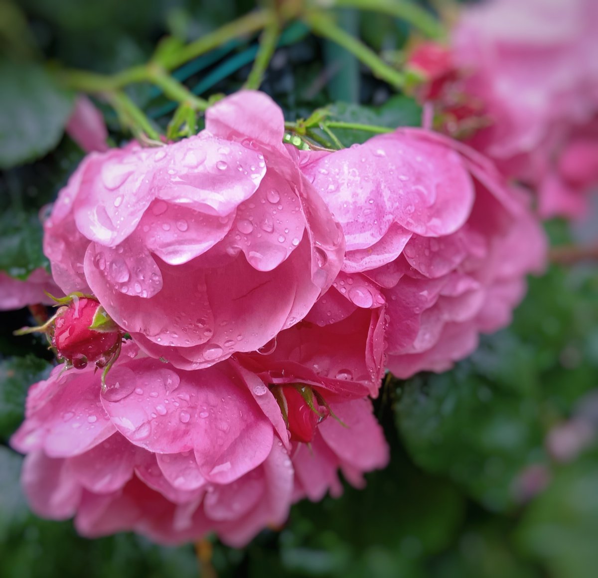 jdak2571's tweet photo. おはようございます
雨の日の彩り🌹💧 https://t.co/hvlOEPG5Wl