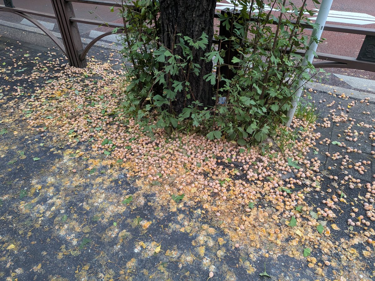 nagodora702's tweet photo. さて、体調も復活、朝ランも済ませ、雨も上がったので、久しぶりにリアル城攻めに行ってきます！

写真はランニング中に出会ったすごい量の銀杏😅
昔は拾っている人がいましたよね？ https://t.co/0C7q2KENyL